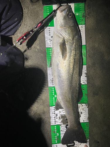 スズキの釣果