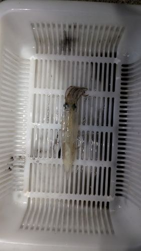 ヤリイカの釣果