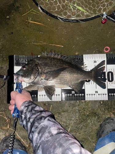 チヌの釣果