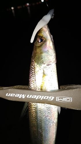 カマスの釣果