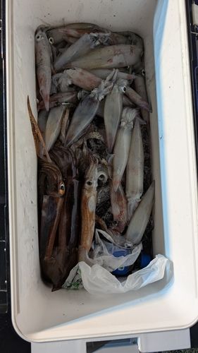 シロイカの釣果