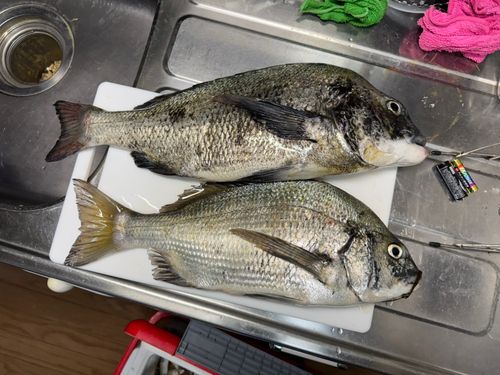 チヌの釣果