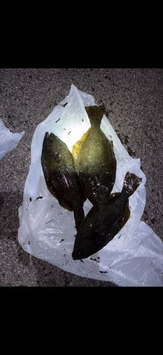 ヒラメの釣果