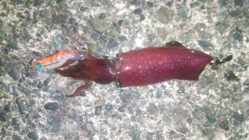 ケンサキイカの釣果