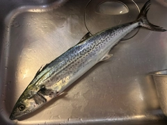 サゴシの釣果
