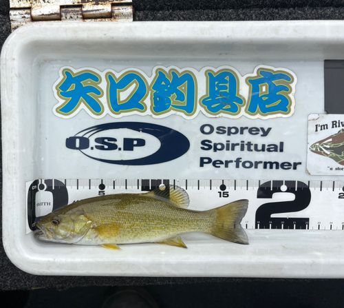 スモールマウスバスの釣果