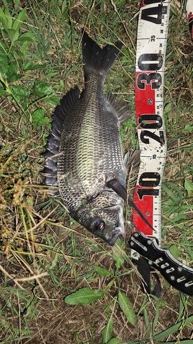 クロダイの釣果