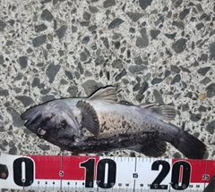 ソイの釣果