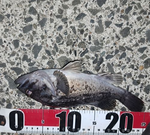 ソイの釣果