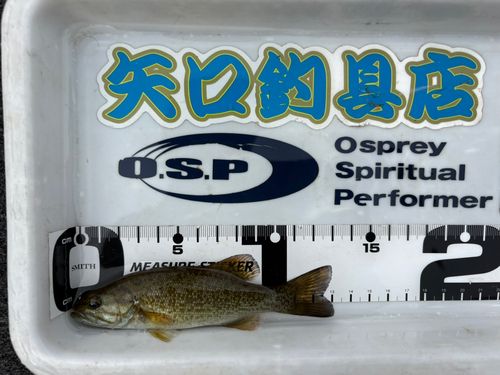 スモールマウスバスの釣果