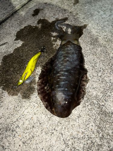 アオリイカの釣果