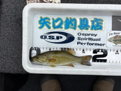 スモールマウスバスの釣果