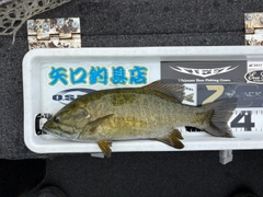 スモールマウスバスの釣果