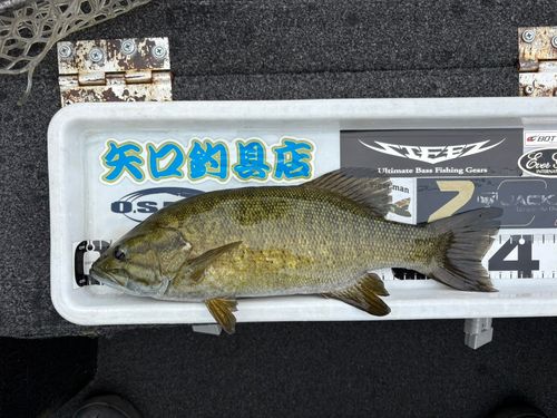 スモールマウスバスの釣果