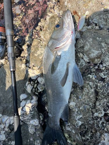 ヒラスズキの釣果