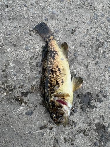 タケノコメバルの釣果