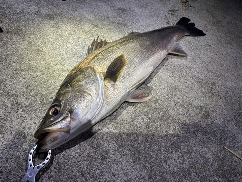 スズキの釣果