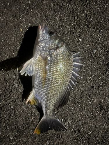 キチヌの釣果