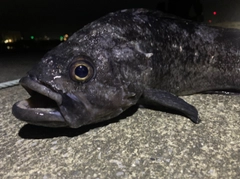 クロソイの釣果