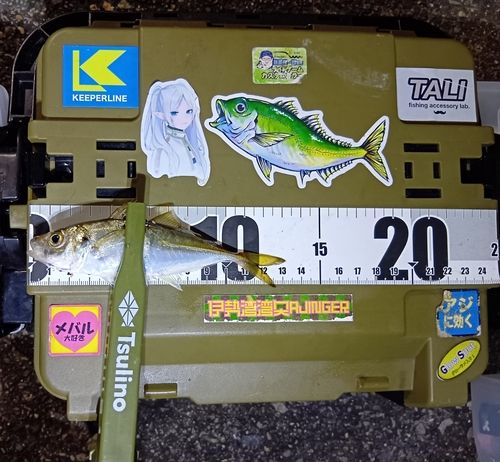 マアジの釣果