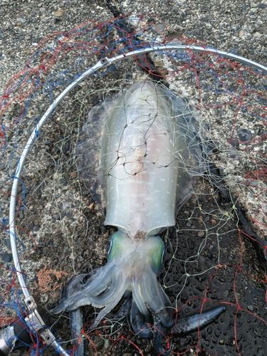 静岡県で釣れたアオリイカの釣り・釣果情報 - アングラーズ | 釣果600