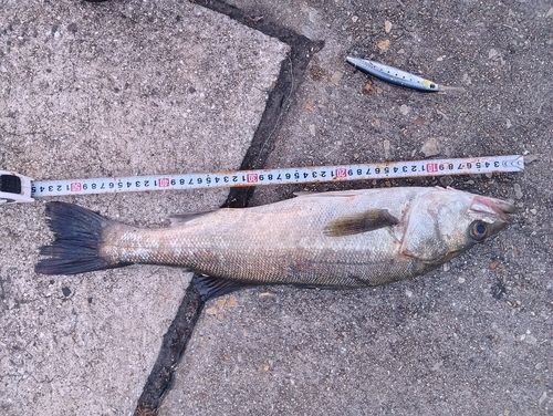 スズキの釣果
