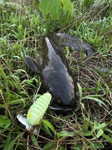 ナマズの釣果