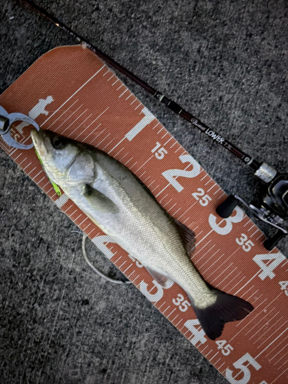 SHIMANO 20メタニウム XG LEFTの最安値・インプレ・釣果 | 本音の