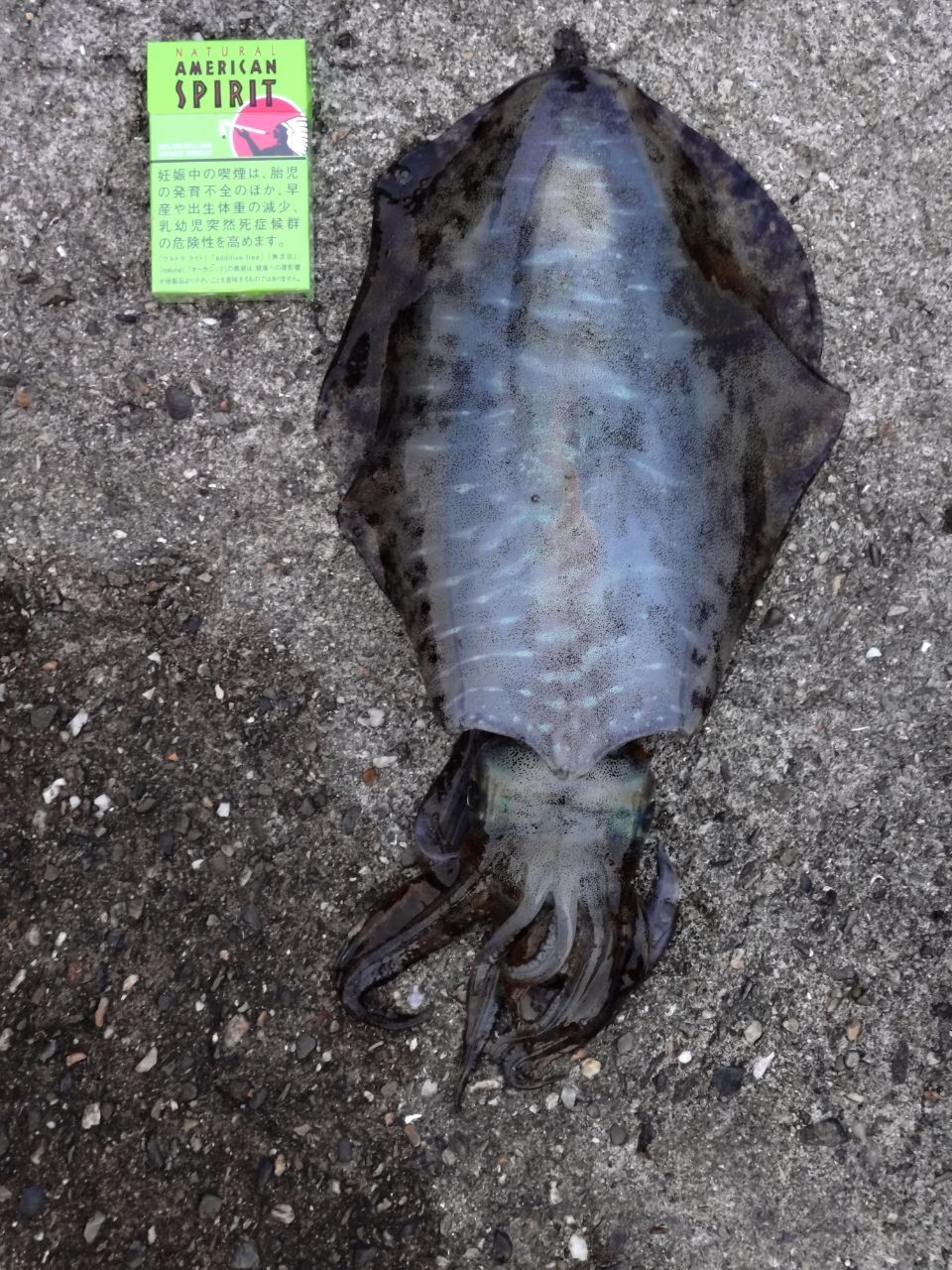 アオリイカの釣果写真
