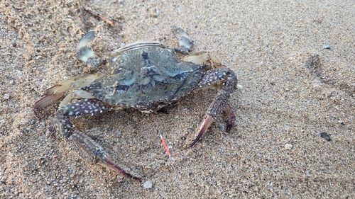 キスの釣果