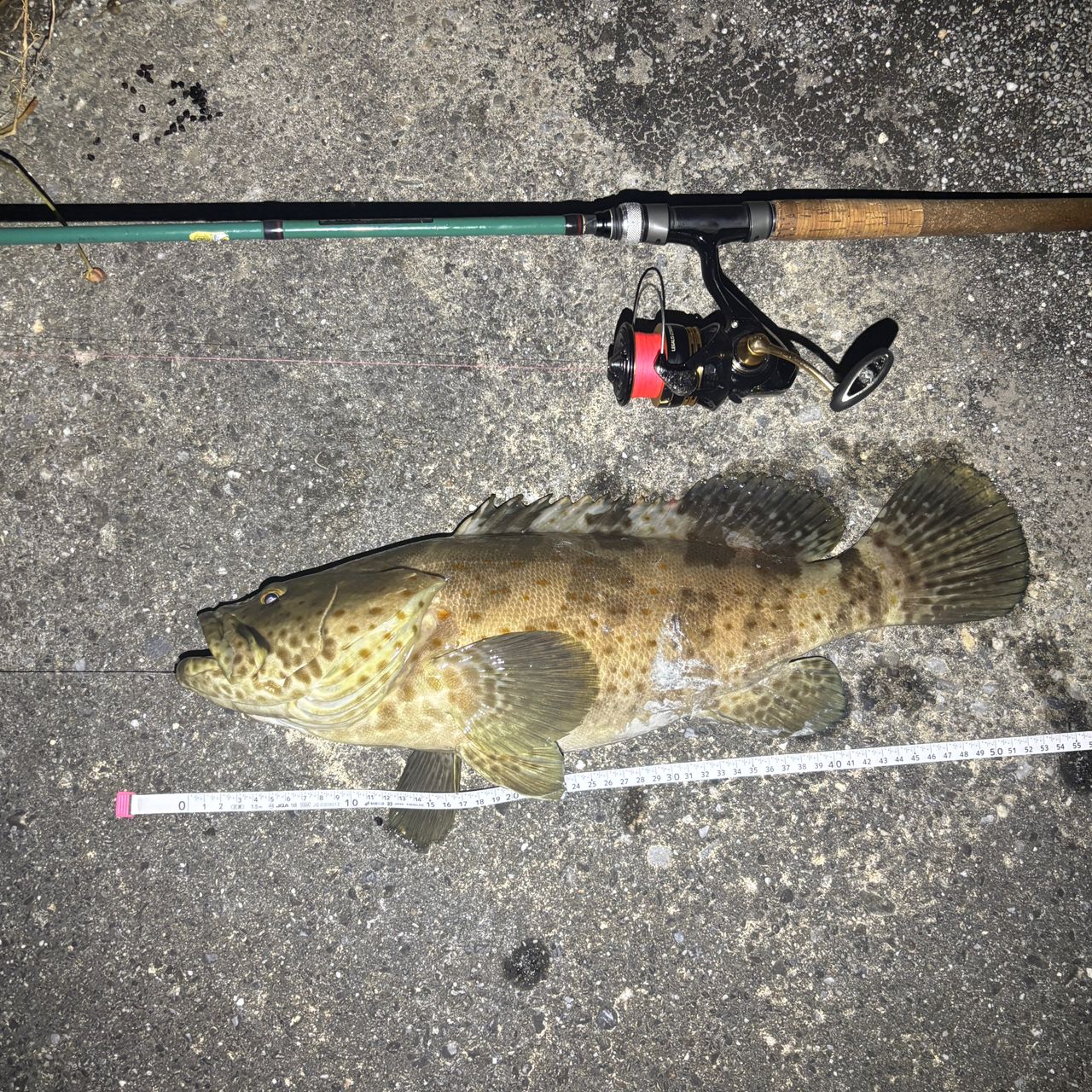 チャイロマルハタの釣果写真