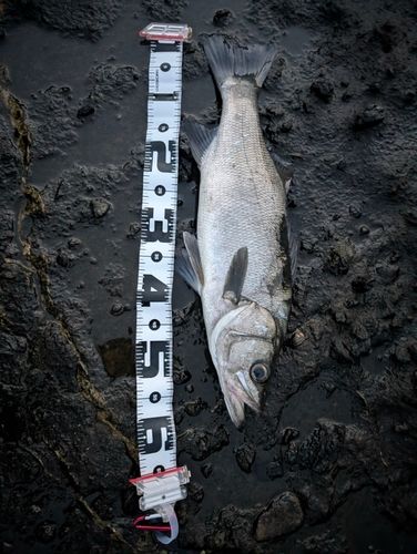 ヒラスズキの釣果