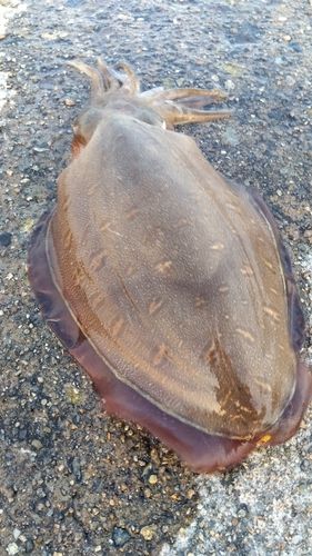 モンゴウイカの釣果