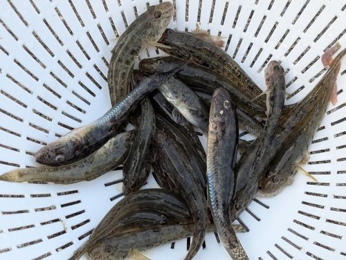 マハゼの釣果