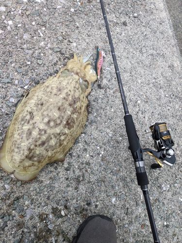 モンゴウイカの釣果