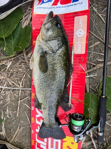 ブラックバスの釣果