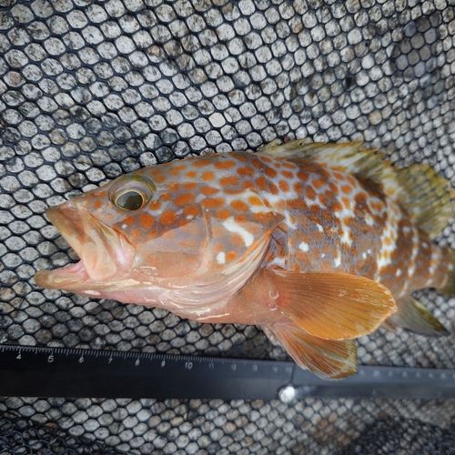 キジハタの釣果