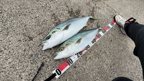 ワラサの釣果
