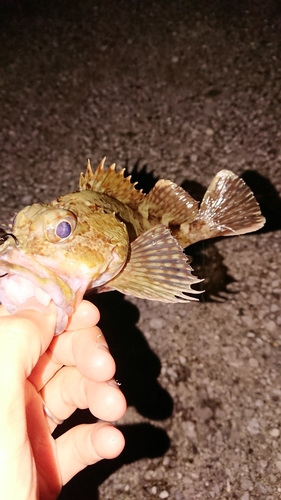 アラカブの釣果