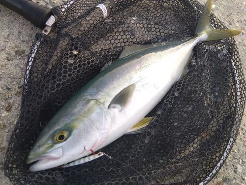 フクラギの釣果