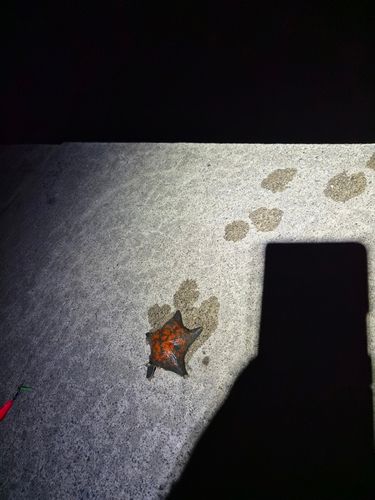 ソゲの釣果