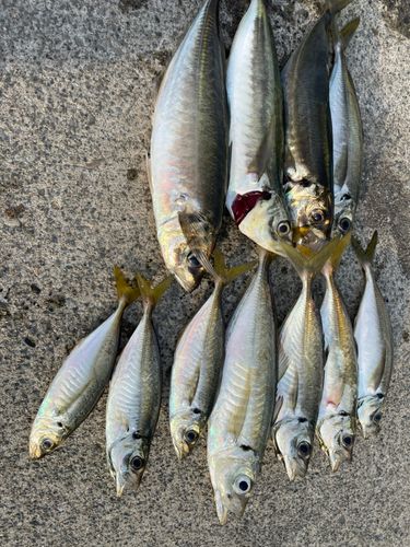 アジの釣果