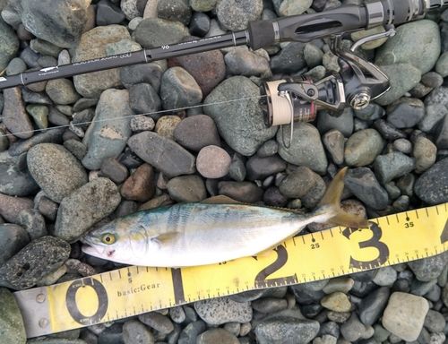 ワカシの釣果