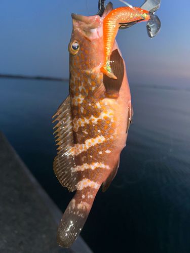 キジハタの釣果