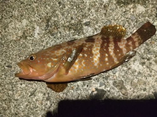 キジハタの釣果