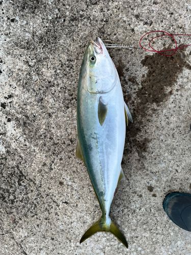 ワラサの釣果