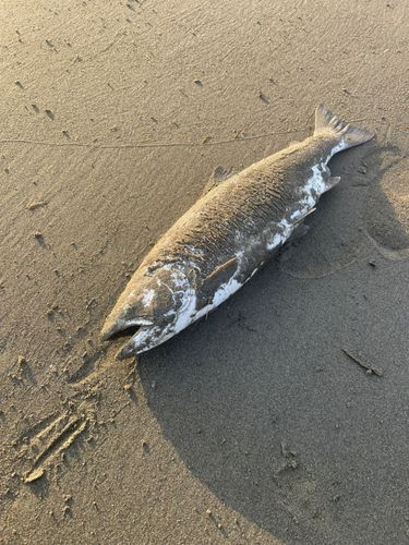 サクラマスの釣果