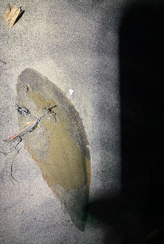 コチの釣果