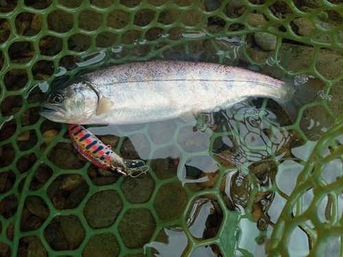 ヤマメの釣果