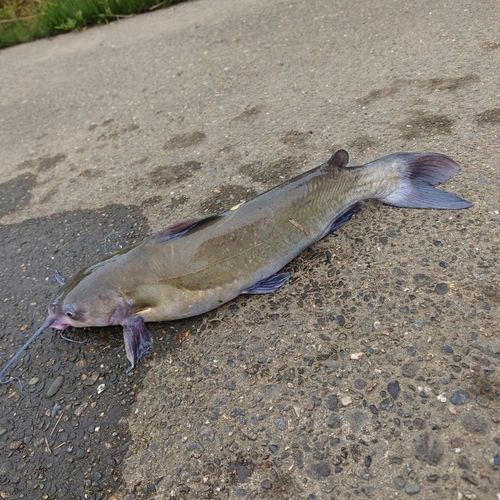 アメリカナマズの釣果